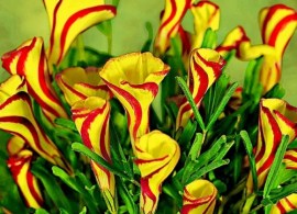 500_500_productgfx_83cc9aa4d58b9313083e066f84dc442b
