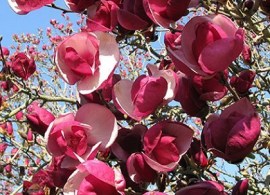avxprev_img1234727809