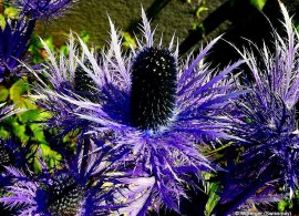 eryngium-alpinum-blue-star