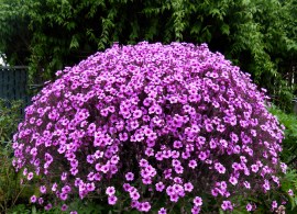 geranium_maderense_04