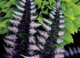 kochedyzhnik-yaponskij-ursulas-red-athyrium-niponicum-ursulas-red