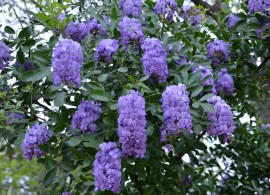 large_wisteria-blue-moon