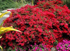 picture-crape-myrtle-cherry-dazzle-5