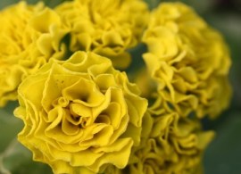 primula_forest_lemon_int-2