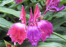 roscoea_hybrids_2