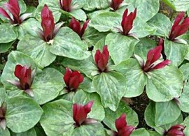 trillium-sessile
