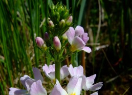 1200px-hottonia_palustris_1a