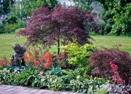 12144440-acer-palmatum-dissectum-garnet