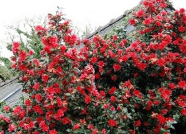 122-1-camellia_freedom_bell