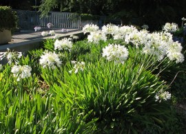 1280px-ucb_white_agapanthus