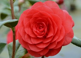 138-1-camellia_les_jury