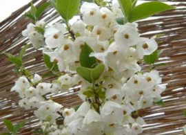 1677_2_halesia-carolina-schneegloeckchenbaum-3
