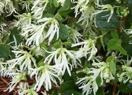 1949-emerald-snow-loropetalum