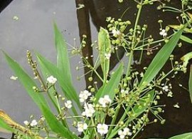 250px-alisma_lanceolatum