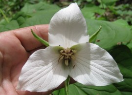 2d8474a994c373b7b2cc4bd0b8cf5cb1--native-plants-wildflowers