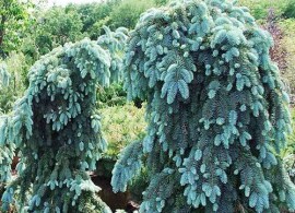 3212_el_kolyuchaya_glauca_pendula_002_500_auto_jpg_5_80