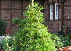 3754-sciadopitys-verticillata