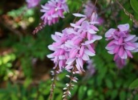 3d97e437c13509e6f182f428204ce57d--shrubs-perennials