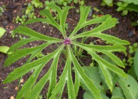 45-95-shredded-umbrella-plant-bg