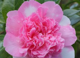 4a-005-ballet-queen-variegated-02