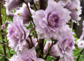 5742d18067893-copy-of-delphinium-cha-cha-1