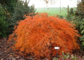 6295-acer-palmatum-dissectum-ever-red