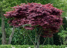 7016959_we_mo_005_acerpalmatumatropurpureumlucknermai20159
