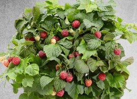 875491i-malina-karlikovaya-bonbonberry-yummy