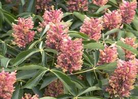 aesculus-x-mutabilis-induta-adrian-thomas