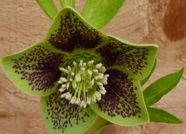 aff3-de1f-8009-hellebore-green-spot-0-1-0-1-0-8-1-700x525