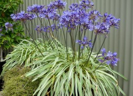 agapanthus-goldstrike