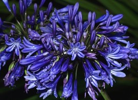 agapanthus-midnight-cascade