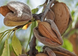 almonds-in-shell_ss_79513285