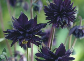 aquilegia-black-barlow