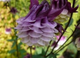 aquilegia-vulgaris-double-purple-white-granny-s-bonnet-columbine-seeds-555-p