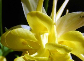 aquilegia_sunshine