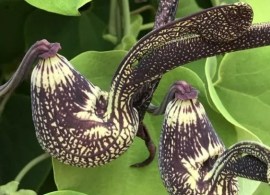 aristolochia-ringens3