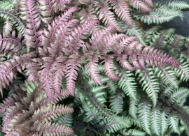 athyrium_burgundy_lace_foliage_21044optimized