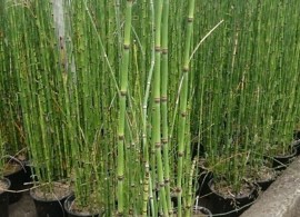 beaverequisetumjaponicum_1000