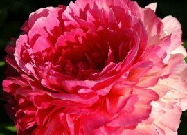 bess_bockstoce_606_303