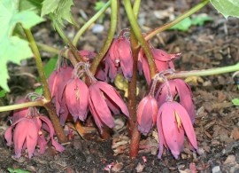 bilder-2011-011