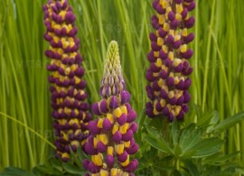byliny-i-trawy_west-country_71867_2