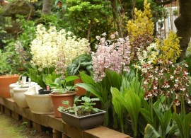calanthe_200705011
