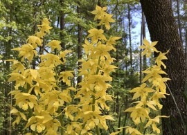 calanthe_striata3