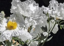 california-tree-poppy-1-999-small