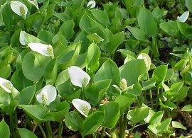 calla_palustris2