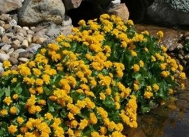 caltha-palustris-plena_600x600