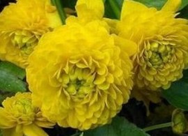 caltha-palustrisplena