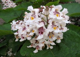 catalpa1