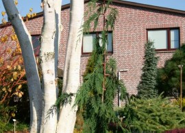 chamaecyparis-nootkatensis-strict-weeping-cupressaceae-scheinzypresse-1